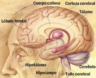 Estructura del cerebro