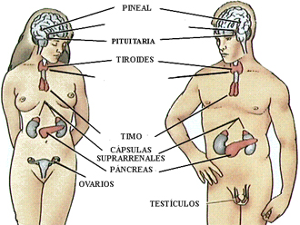 Glandulas endocrinas