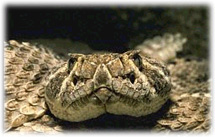 Sueño serpiente