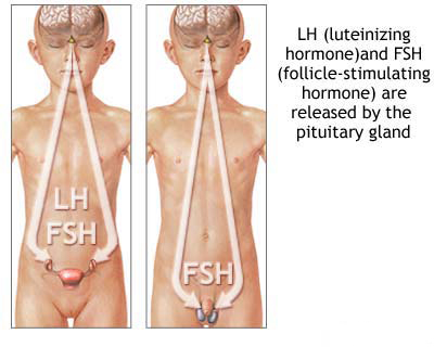 Sex and pituitary gland