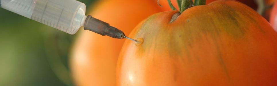 ¿Sabes que es la SEMILLA TRANSGENICA?