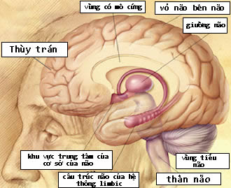 Cấu trúc của não