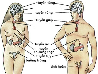 Các tuyến nội tiết