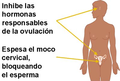 Efectos Anticonceptivos sobre el moco del cuello uterino.