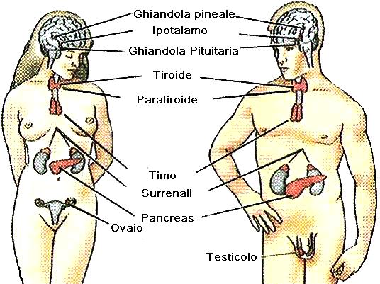 Ghiandole endocrine