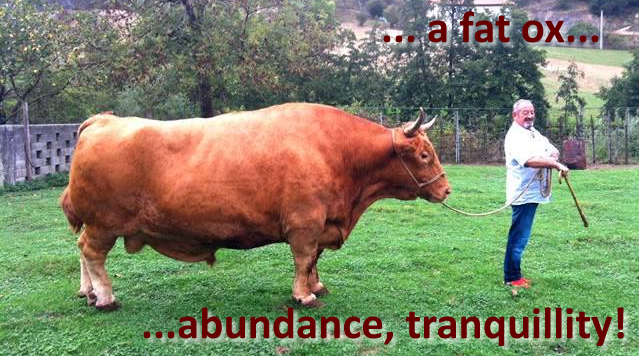 A fat ox means abundance!