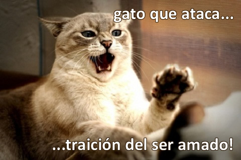 Gato que ataca: Traición del ser amado.