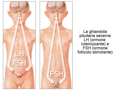 Sexe et l'hypophyse