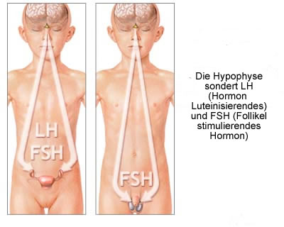 Sex and pituitary gland