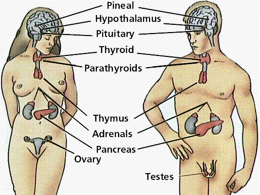 Endocrine System