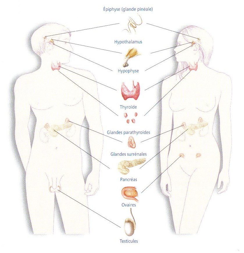 glandes endocrines