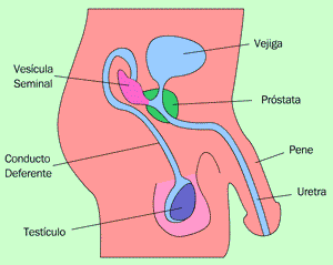 Aparato reproductor masculino