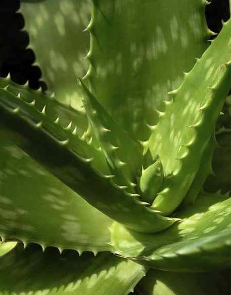 Plantas medicinales Aloe vera