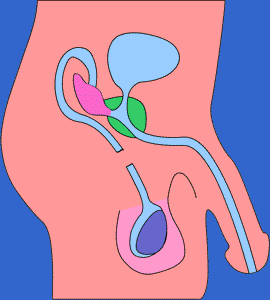 Disconnessione Maschile: La Vasectomia